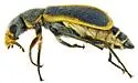 Collops flavicinctus - photo 4