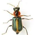 Collops flavicinctus - photo 5
