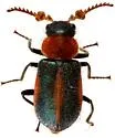 Collops granellus