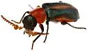 Collops granellus - photo 3