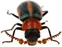 Collops granellus - photo 4