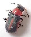 Collops granellus - photo 5