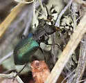 Collops hirtellus - photo 3