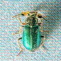 Collops hirtellus - photo 4