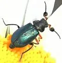 Collops hirtellus - photo 5