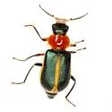 Collops limbellus - Collops limbellus