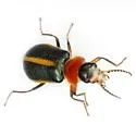 Collops limbellus - photo 2