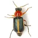 Collops limbellus - photo 3