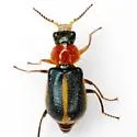 Collops limbellus - photo 4