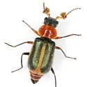 Collops limbellus - photo 5