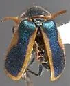 Collops marginellus - photo 2