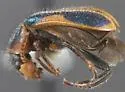 Collops marginellus - photo 3