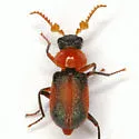 Collops marginellus - photo 4