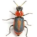 Collops marginellus - photo 5