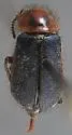 Collops marginicollis - photo 2