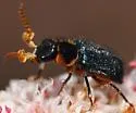 Collops marginicollis - photo 4