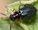 Collops marginicollis - photo 5