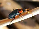 Collops nigriceps - Collops nigriceps