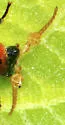 Collops nigriceps - photo 2