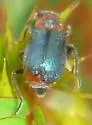 Collops nigriceps - photo 4