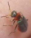 Collops nigriceps - photo 5