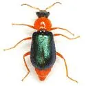 Collops pallipes - photo 2