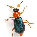 Collops pallipes - photo 3