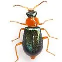Collops pallipes - photo 4