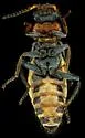 Collops parvus - photo 4