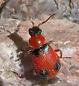Collops pulchellus - Collops pulchellus