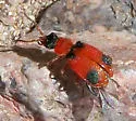 Collops pulchellus - photo 2