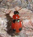 Collops pulchellus - photo 3