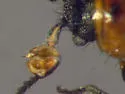 Collops punctatus - photo 2