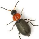 Collops punctatus - photo 3