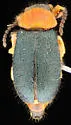 Collops punctatus - photo 4
