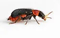 Collops punctatus - photo 5