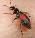 Collops quadriguttatus - photo 2