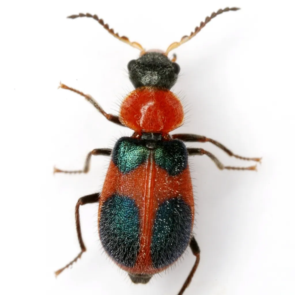 Collops quadrimaculatus - photo 2