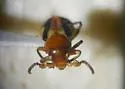 Collops sp-one-ariz - photo 2