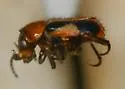 Collops sp-one-ariz - photo 3