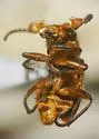 Collops sp-one-ariz - photo 4