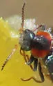 Collops sp-one-newmex - photo 2