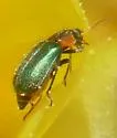 Collops sp-one-newmex - photo 3