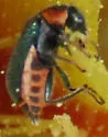 Collops sp-one-newmex - photo 4