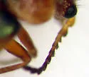 Collops sp-two-nev - photo 2