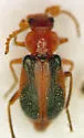 Collops sp-two-nev - photo 3