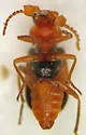 Collops sp-two-nev - photo 4