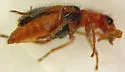Collops sp-two-nev - photo 5