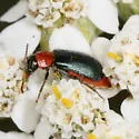 Collops tricolor - photo 2