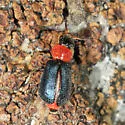 Collops tricolor - photo 3